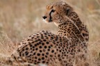 Ghepardo