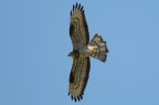 Falco Pecchiaiolo