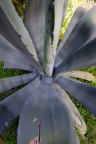 Cuore di Agave