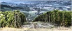 Barolo... Barolo...