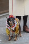 CArNEvale CArNEvale