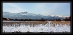 Campo di mais Campo di mais