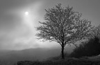 -- ° V -- -- ° V --