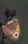 Maniola jurtina Maniola jurtina
