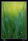 Natural Green Abstract Natural Green Abstract