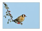 Cardellino Cardellino