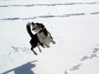 Briscola contro la neve! Briscola contro la neve!