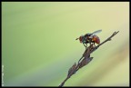 Prospettiva per volare Prospettiva per volare