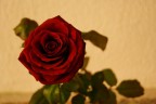 Rosa Rosa