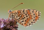 Melitaea didyma