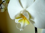 orchidea orchidea