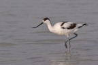 Avocetta