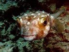 Pesce Istrice Pesce Istrice