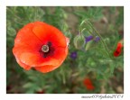 papavero... senza papera