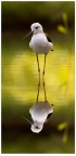 Riflessi Riflessi