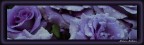 rose viola rose viola