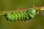 Saturnia pavoniella