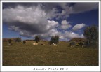 riposo al pascolo riposo al pascolo