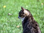 Gattone 2