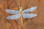 Sympetrum-fonscolombii in un mondo colore oro Sympetrum-fonscolombii in un mondo colore oro