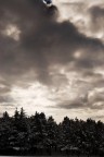 pineta nel cielo pineta nel cielo