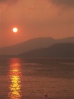 alba alba