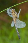 Orthetrum albistylum (femmina)