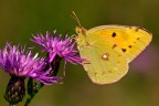 Colias crocea Colias crocea