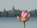 Loto's Flower Loto's Flower