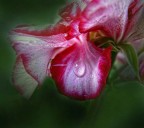 dopo sei ore di Photoshop questo � il risultato che ho ottenuto...secondo me il migliore fra le varie prove...che ne pensate? che cosa avrei potuto modificare?Consigli e critiche ben accette :)