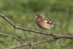 Fringuello (Fringilla coelebs)