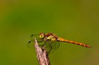 Sympetrum fonscolombii
