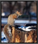 Scoiattolo # 18
