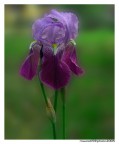 iris iris