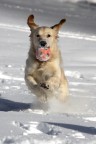 Matta per la neve! Matta per la neve!