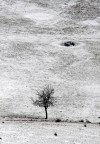 albero silente albero silente
