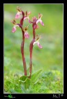 Orchis collina Orchis collina