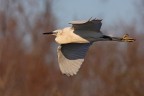 IN VOLO........... IN VOLO...........