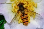 Episyrphus balteatus Episyrphus balteatus