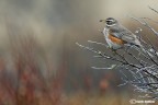 Tordo sassello nella tundra Tordo sassello nella tundra