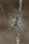 Argiope