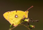 Colias Colias
