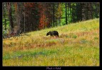 Grizzly Grizzly