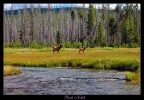 Daini presso il Firehole river Yellowstone National Park