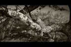 Leopardo Leopardo