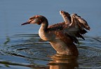 Podiceps cristatus (Svasso Maggiore)