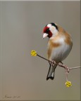 Cardellino Cardellino