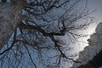 ai piedi di un albero secolare ai piedi di un albero secolare