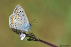 Polyommatus icarus Polyommatus icarus