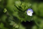 Fiore Fiore